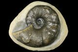 Triassic Ammonite (Ceratites Nodosus) In Concretion - Germany #131913-1